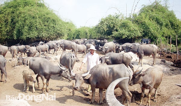 Đồng Nai: Buồn vui nghề nuôi trâu đàn cả trăm con béo mập, kiêm &quot;cò đất&quot; kiếm vài chục triệu - Ảnh 3.