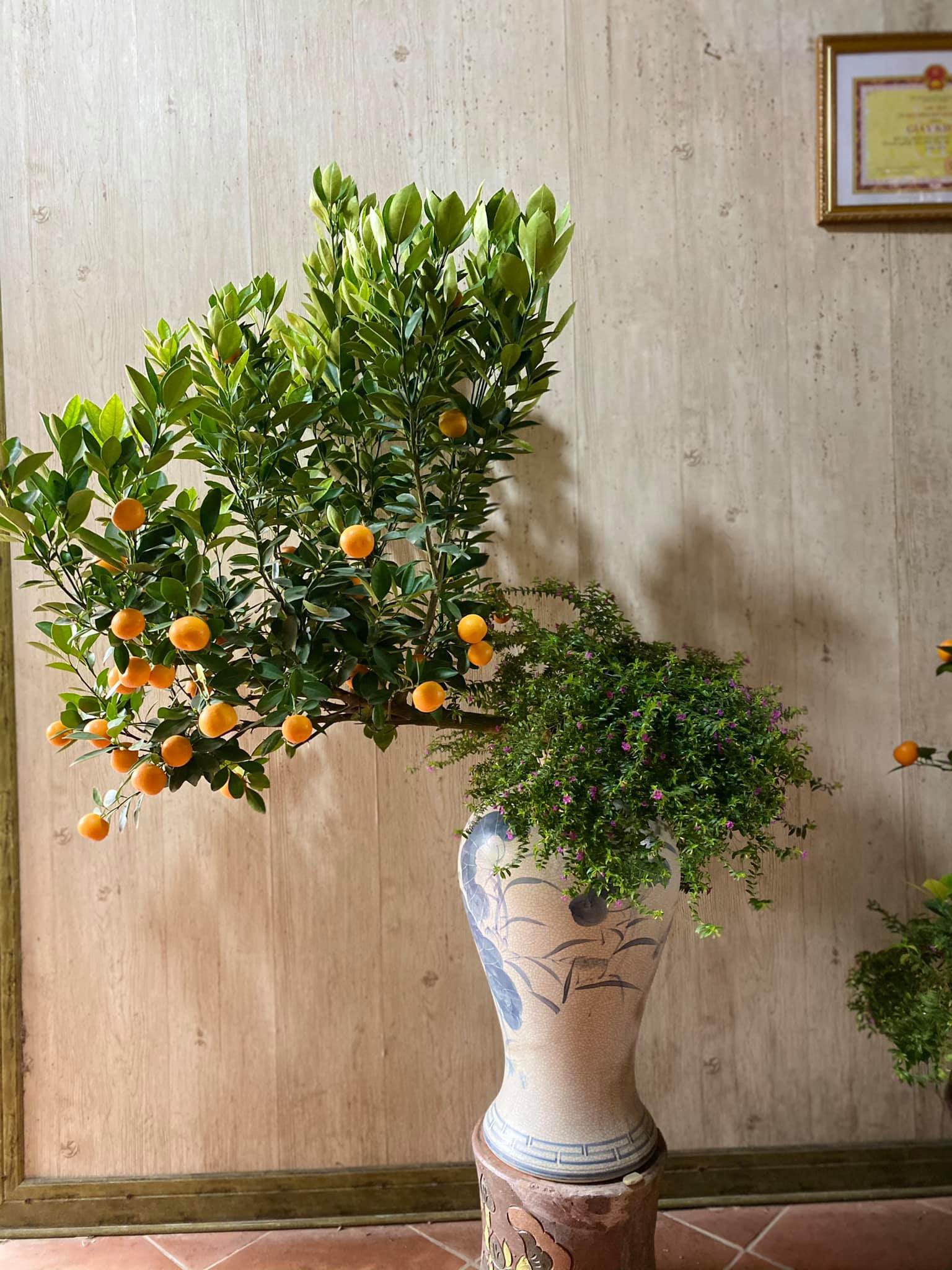 Tết Tân Sửu: Quất bonsai mini, vừa túi tiền dễ bán, dễ mua, dễ trưng bày đắt khách như tôm tươi - Ảnh 9. Tết Tân Sửu: Quất bonsai mini, vừa túi tiền dễ bán, dễ mua, dễ trưng bày đắt khách như tôm tươi - Ảnh 9.