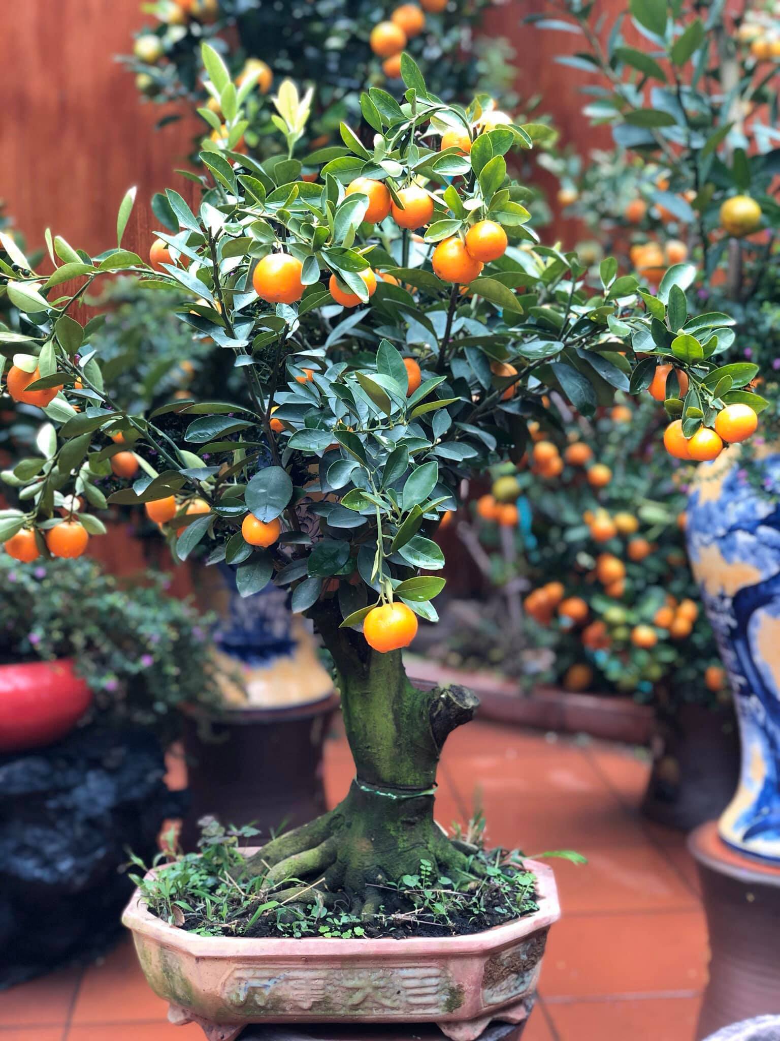 Tết Tân Sửu: Quất bonsai mini, vừa túi tiền dễ bán, dễ mua, dễ trưng bày đắt khách như tôm tươi - Ảnh 10. Tết Tân Sửu: Quất bonsai mini, vừa túi tiền dễ bán, dễ mua, dễ trưng bày đắt khách như tôm tươi - Ảnh 10.