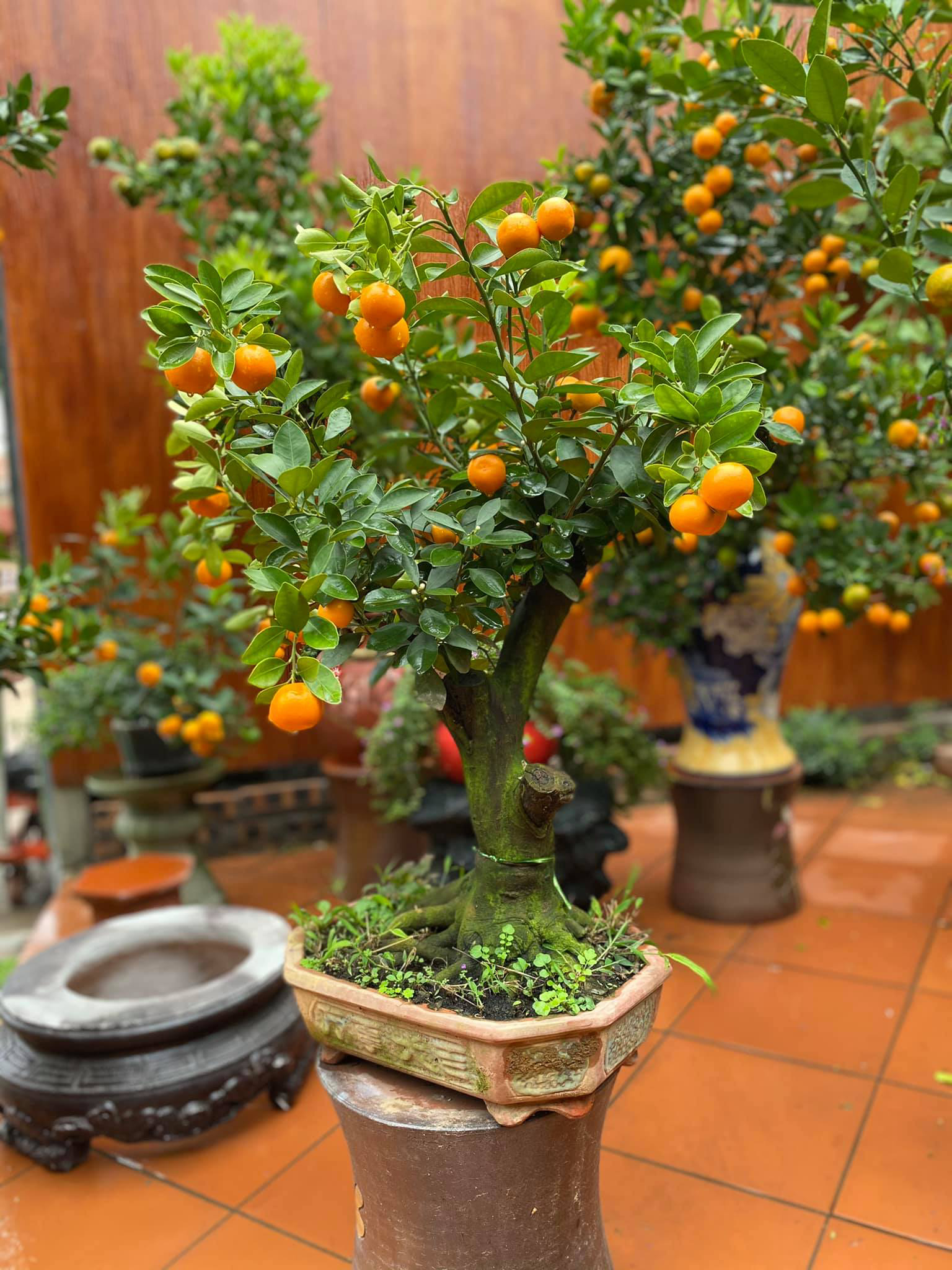 Tết Tân Sửu: Quất bonsai mini, vừa túi tiền dễ bán, dễ mua, dễ trưng bày đắt khách như tôm tươi - Ảnh 6. Tết Tân Sửu: Quất bonsai mini, vừa túi tiền dễ bán, dễ mua, dễ trưng bày đắt khách như tôm tươi - Ảnh 6.
