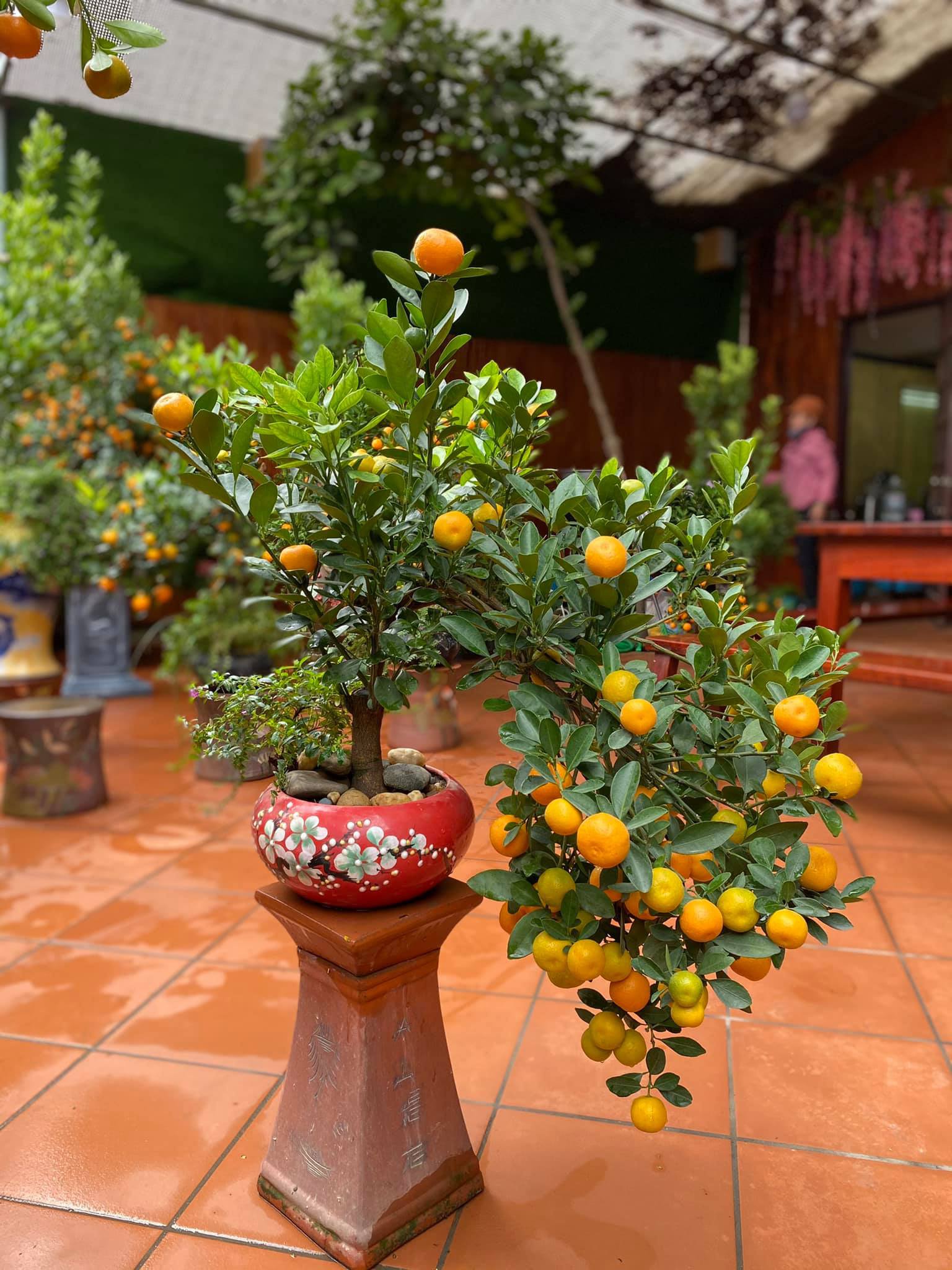 Tết Tân Sửu: Quất bonsai mini, vừa túi tiền dễ bán, dễ mua, dễ trưng bày đắt khách như tôm tươi - Ảnh 7. Tết Tân Sửu: Quất bonsai mini, vừa túi tiền dễ bán, dễ mua, dễ trưng bày đắt khách như tôm tươi - Ảnh 7.