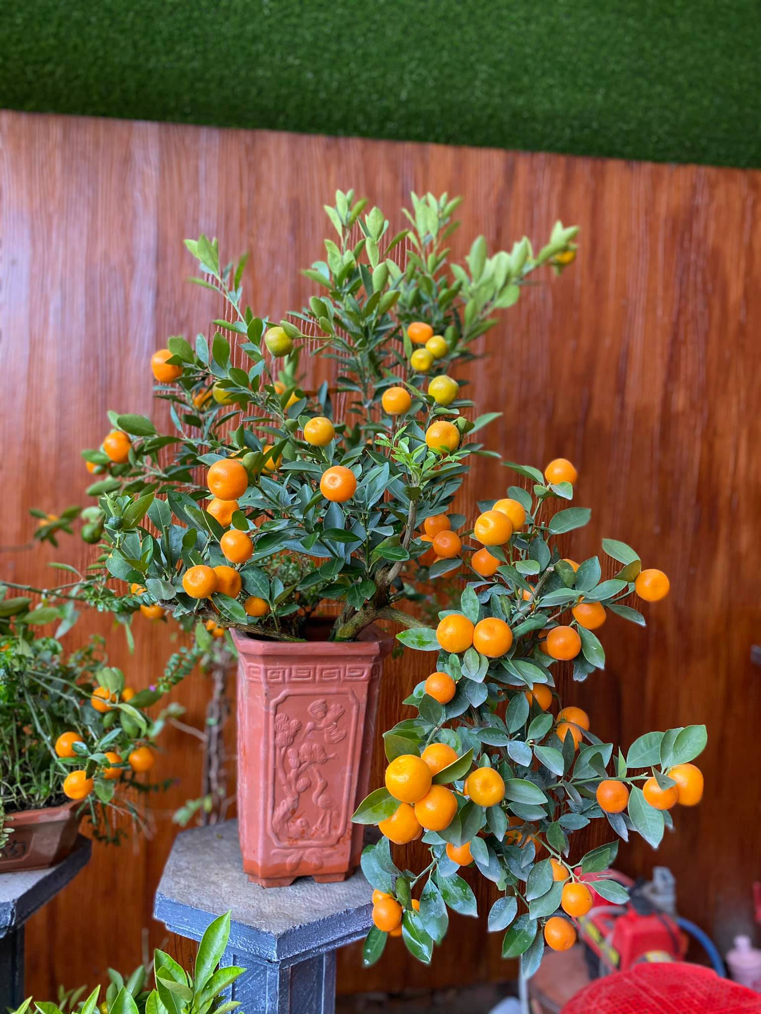 Tết Tân Sửu: Quất bonsai mini, vừa túi tiền dễ bán, dễ mua, dễ trưng bày đắt khách như tôm tươi - Ảnh 8. Tết Tân Sửu: Quất bonsai mini, vừa túi tiền dễ bán, dễ mua, dễ trưng bày đắt khách như tôm tươi - Ảnh 8.
