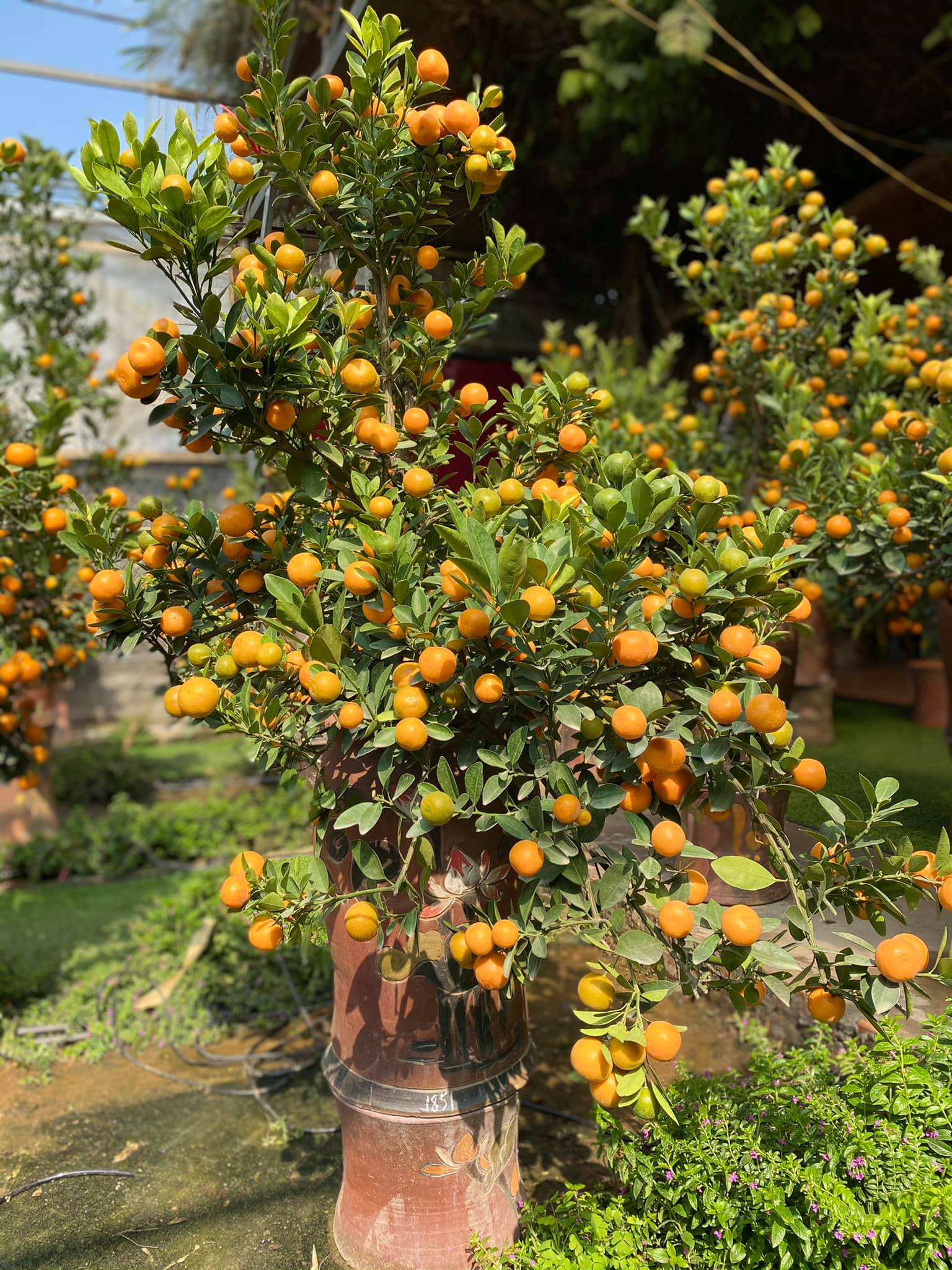 Tết Tân Sửu: Quất bonsai mini, vừa túi tiền dễ bán, dễ mua, dễ trưng bày đắt khách như tôm tươi - Ảnh 13. Tết Tân Sửu: Quất bonsai mini, vừa túi tiền dễ bán, dễ mua, dễ trưng bày đắt khách như tôm tươi - Ảnh 13.