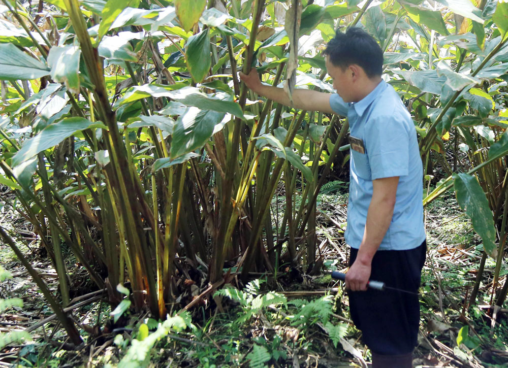 Lào Cai: Vì sao loài cây ra quả ở gốc, thu nhập trăm triệu này lại thành &quot;sát thủ&quot; rừng tự nhiên? - Ảnh 1.