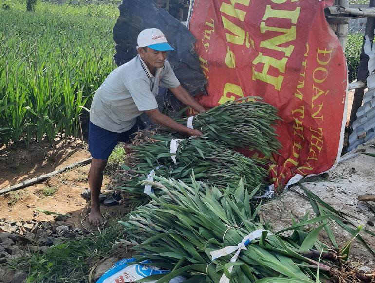 Phú Yên: Trồng hoa lay ơn bán Tết, không thấy đầu nậu đến, nông dân đành cực nhọc làm cách này - Ảnh 2.