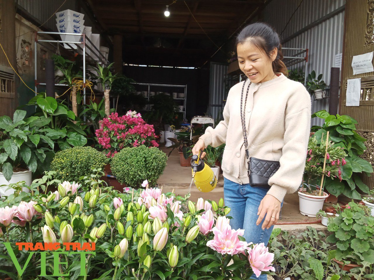 Sôi động thị trường hoa, cây cảnh dịp Tết ở Phù Yên - Ảnh 4. Sôi động thị trường hoa, cây cảnh dịp Tết ở Phù Yên - Ảnh 4.
