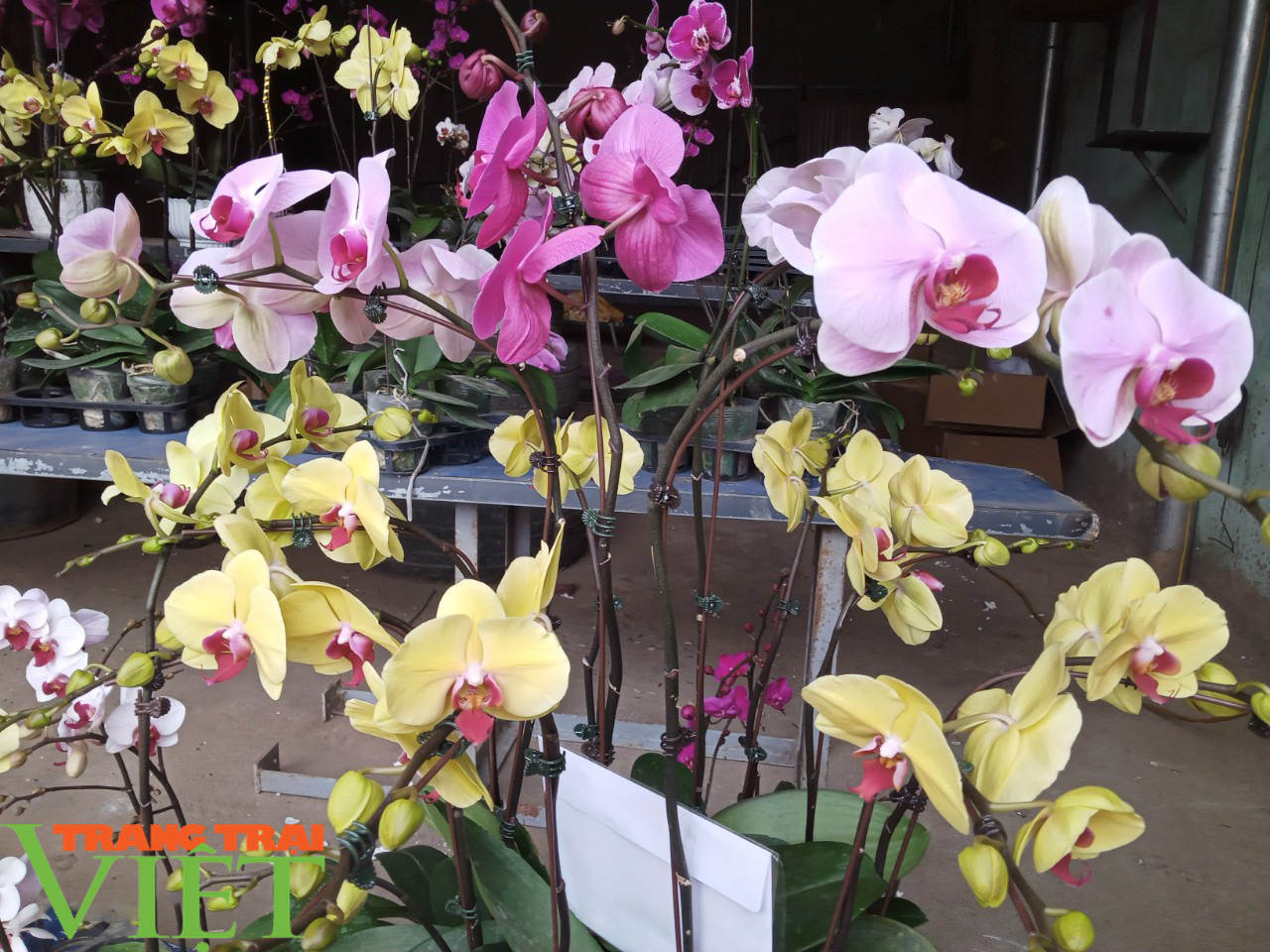 Sôi động thị trường hoa, cây cảnh dịp Tết ở Phù Yên - Ảnh 2. Sôi động thị trường hoa, cây cảnh dịp Tết ở Phù Yên - Ảnh 2.