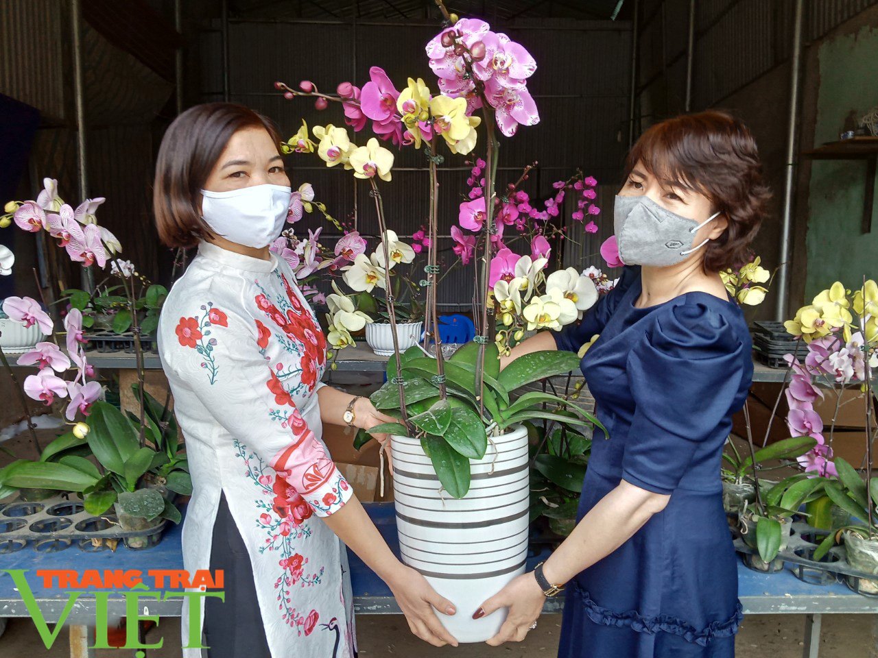Sôi động thị trường hoa, cây cảnh dịp Tết ở Phù Yên - Ảnh 1. Sôi động thị trường hoa, cây cảnh dịp Tết ở Phù Yên - Ảnh 1.