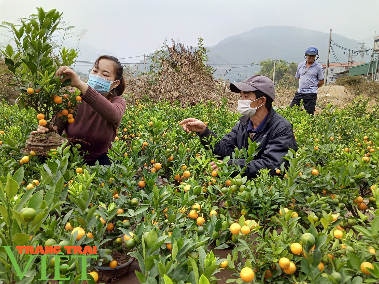 Sôi động thị trường hoa, cây cảnh dịp Tết ở Phù Yên - Ảnh 5. Sôi động thị trường hoa, cây cảnh dịp Tết ở Phù Yên - Ảnh 5.