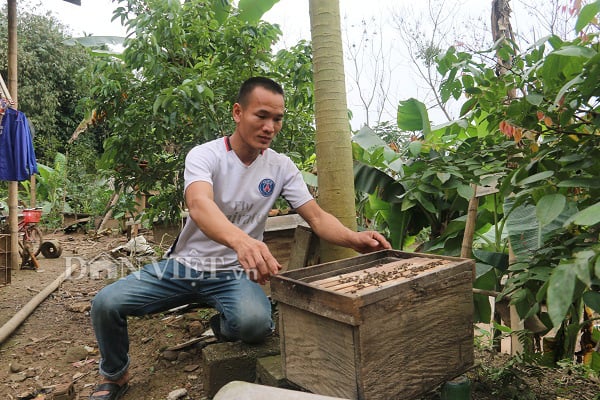 Nuôi ong mật bán Tết, trai Mường đút túi trăm triệu - Ảnh 1.