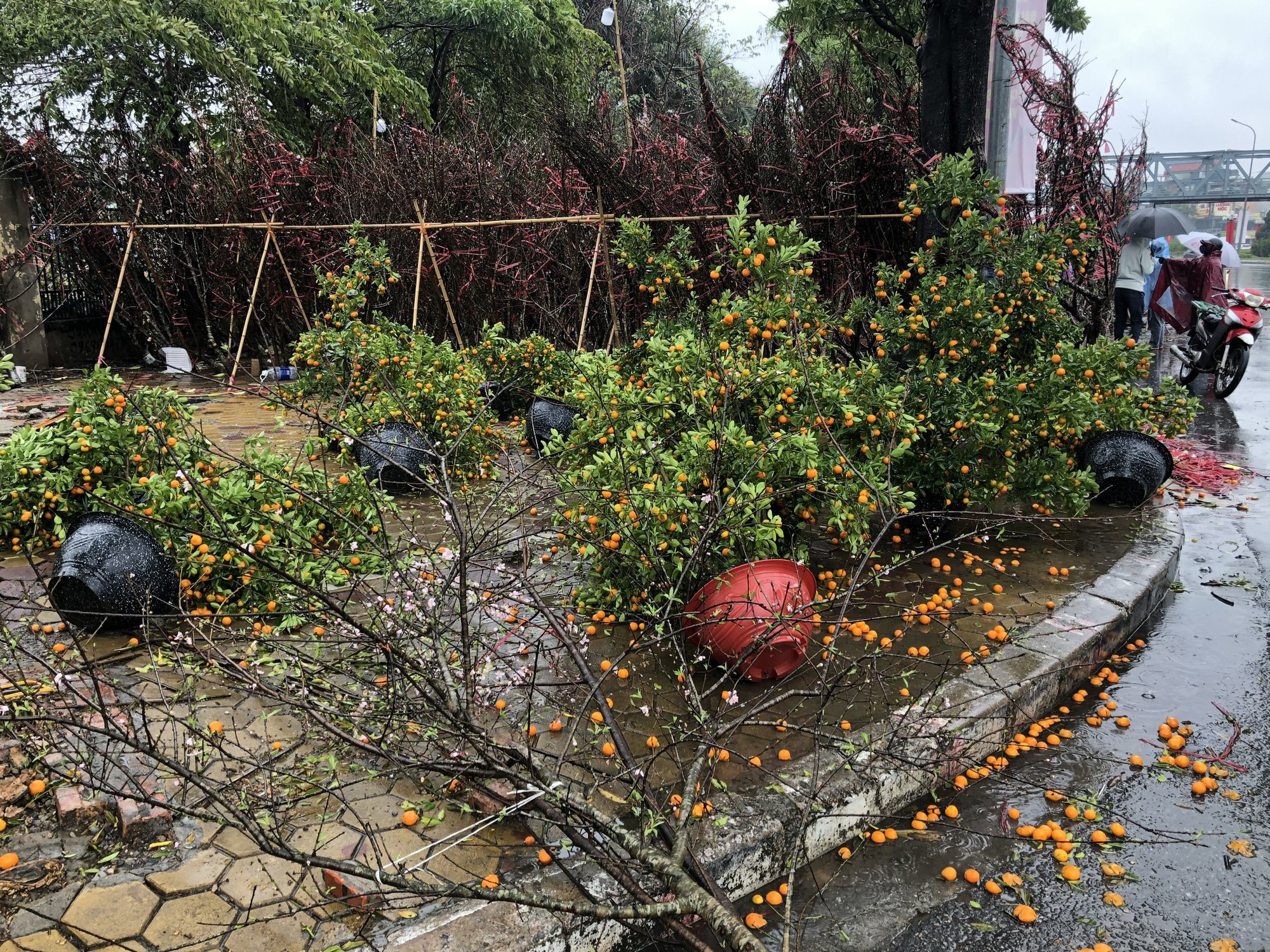 Hàng trăm gốc quất Tết bị mưa lớn quật đổ ngày, tiểu thương nghẹn ngào xót xa - Ảnh 2.