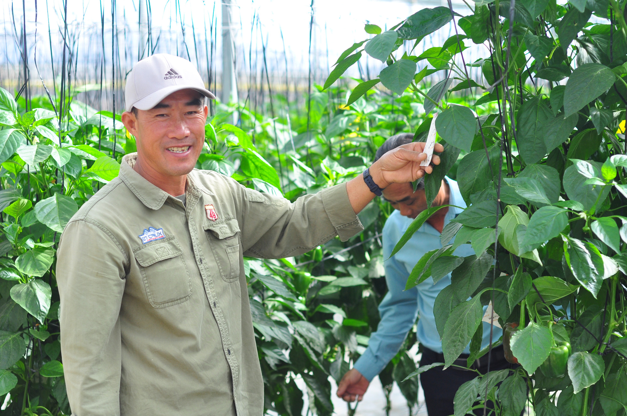 Trồng ớt chuông trong nhà kính, thả thêm con 8 chân hiệu quả bất ngờ - Ảnh 1.