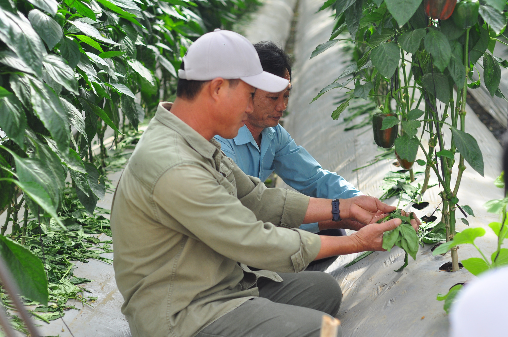 Trồng ớt chuông trong nhà kính, thả thêm con 8 chân hiệu quả bất ngờ - Ảnh 5.