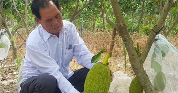 "Lão nông" ở Long An làm giàu từ cây lúa trên đất phèn - Ảnh 1. "Lão nông" ở Long An làm giàu từ cây lúa trên đất phèn - Ảnh 1.