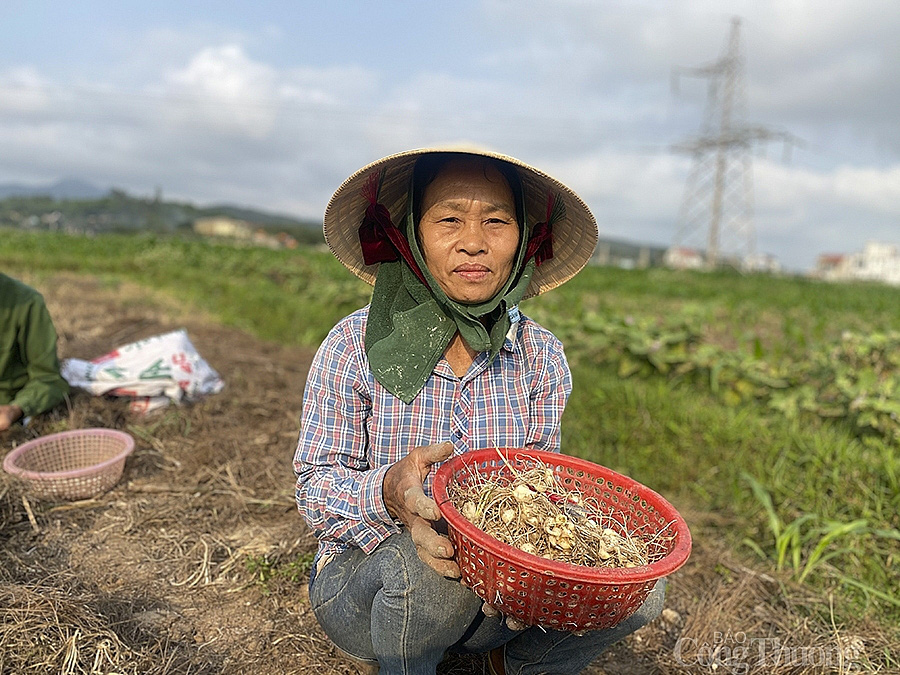 Nghệ An: Hành tăm rớt giá còn 13.000 đồng/kg vẫn ‘bí’ đầu ra - Ảnh 3. Nghệ An: Hành tăm rớt giá còn 13.000 đồng/kg vẫn ‘bí’ đầu ra - Ảnh 3.
