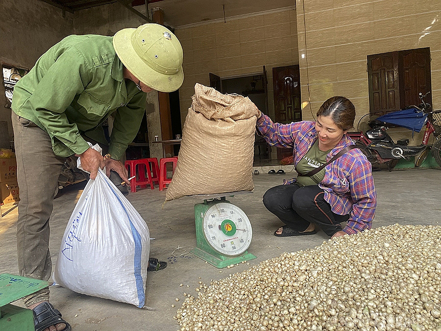 Nghệ An: Hành tăm rớt giá còn 13.000 đồng/kg vẫn ‘bí’ đầu ra - Ảnh 5. Nghệ An: Hành tăm rớt giá còn 13.000 đồng/kg vẫn ‘bí’ đầu ra - Ảnh 5.