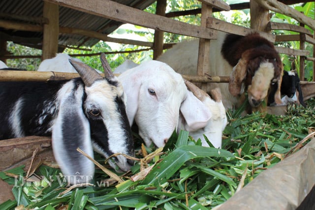 Trà Vinh: Bỏ lợn nuôi dê, gặp thời dê thịt tăng giá mạnh, bán 10 con lãi ròng hơn 35 triệu - Ảnh 3.