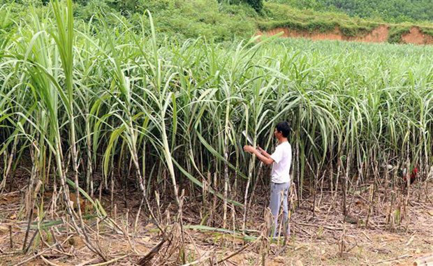 Gia Lai: Trồng loại cây ngọt ngào, - Ảnh 1. Gia Lai: Trồng loại cây ngọt ngào, - Ảnh 1.
