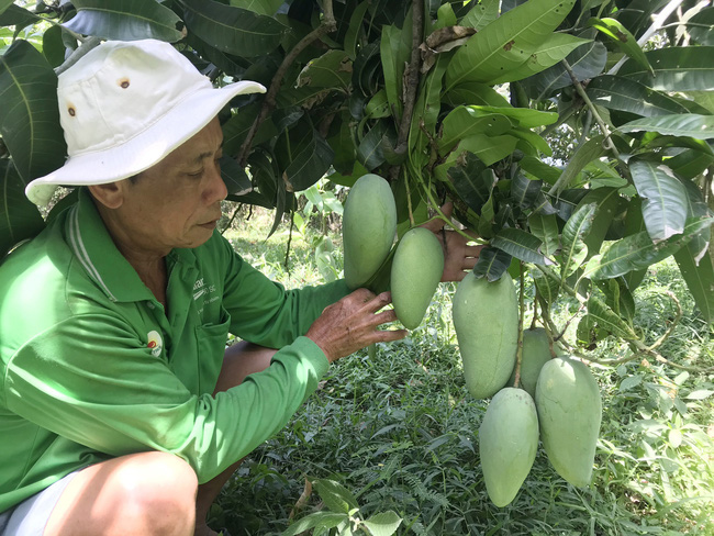 Giá xoài “rơi tự do”, nông dân ĐBSCL thất thu - Ảnh 1.