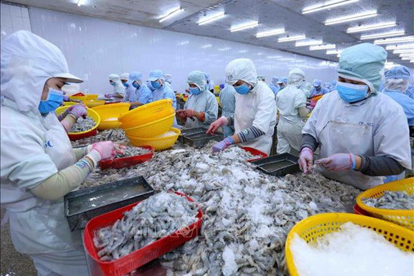 Việt Nam được dự báo là quốc gia sản xuất tôm chủ lực của thế giới - Ảnh 1. Việt Nam được dự báo là quốc gia sản xuất tôm chủ lực của thế giới - Ảnh 1.
