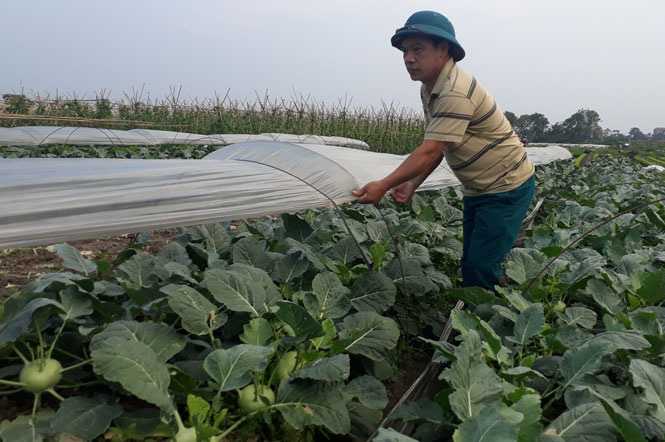 Hà Nội: Nông dân phấn khởi khi giá rau xanh đã tăng nhanh chóng - Ảnh 1.