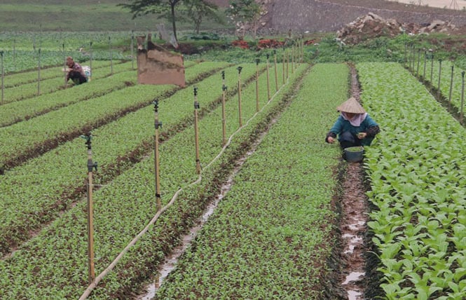 Hà Nội: Nông dân phấn khởi khi giá rau xanh đã tăng nhanh chóng - Ảnh 3. Hà Nội: Nông dân phấn khởi khi giá rau xanh đã tăng nhanh chóng - Ảnh 3.