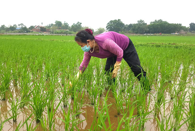 Phổ Yên – Thái Nguyên hỗ trợ hơn 1 tỷ đồng cho các mô hình sản xuất lúa chất lượng cao - Ảnh 1.