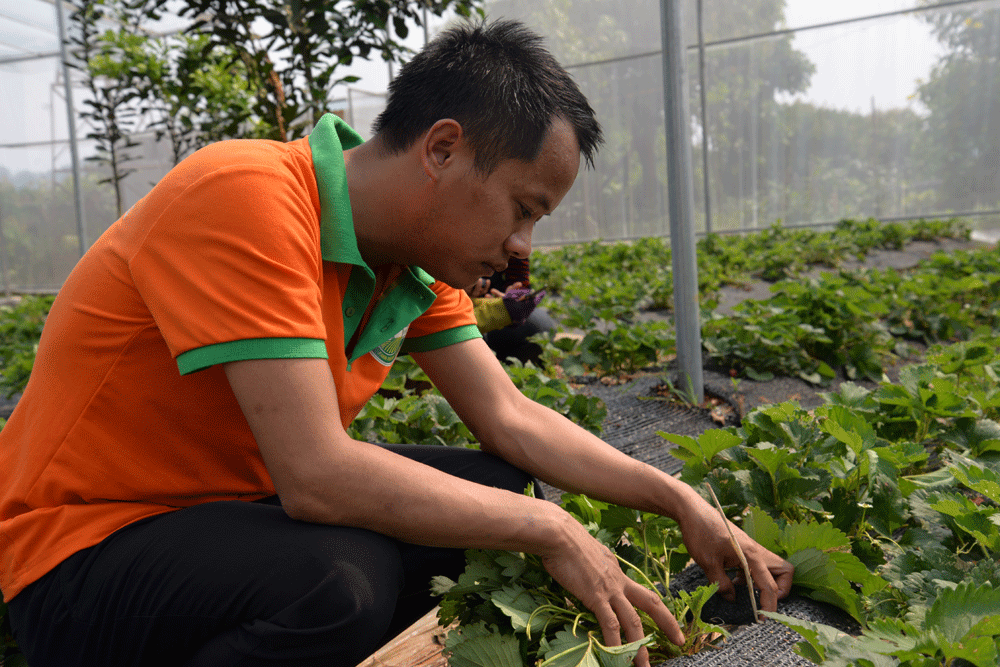 Trồng cây ăn quả kết hợp với làm du lịch sinh thái, anh nông dân trẻ Sơn La thu cả tỷ đồng - Ảnh 2. Trồng cây ăn quả kết hợp với làm du lịch sinh thái, anh nông dân trẻ Sơn La thu cả tỷ đồng - Ảnh 2.