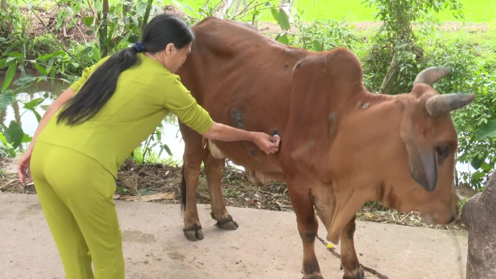 Bệnh viêm da nổi cục trên trâu, bò xuất hiện hiện ở 8/8 huyện, thành phố, tỉnh Thái Bình  - Ảnh 1.