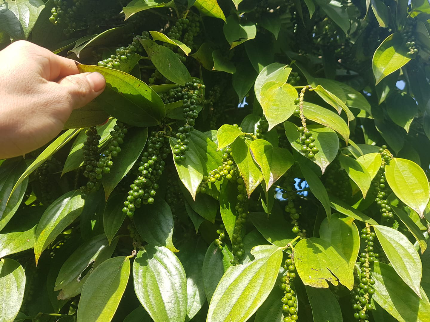 Giá tiêu hôm nay 13/3: Lập kỷ lục cao nhất 2 năm qua, người trồng tiêu lãi bao nhiêu 1kg? - Ảnh 1.