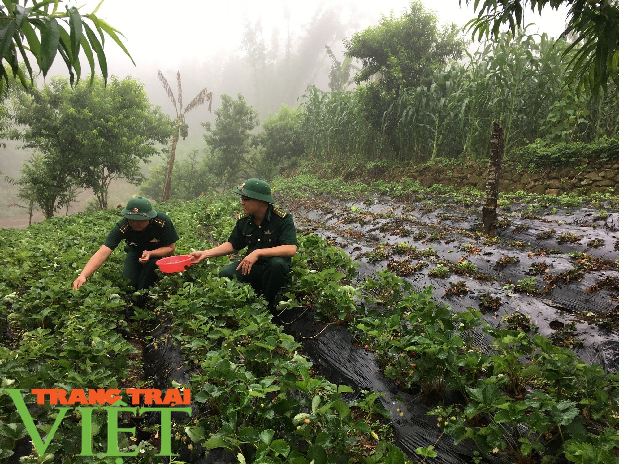 Đưa giống cây ra quả đỏ chót lên bản Mông, A Chảo có thu nhập khá - Ảnh 2. Đưa giống cây ra quả đỏ chót lên bản Mông, A Chảo có thu nhập khá - Ảnh 2.