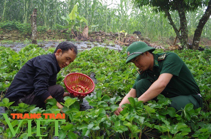 Đưa giống cây ra quả đỏ chót lên bản Mông, A Chảo có thu nhập khá - Ảnh 1. Đưa giống cây ra quả đỏ chót lên bản Mông, A Chảo có thu nhập khá - Ảnh 1.