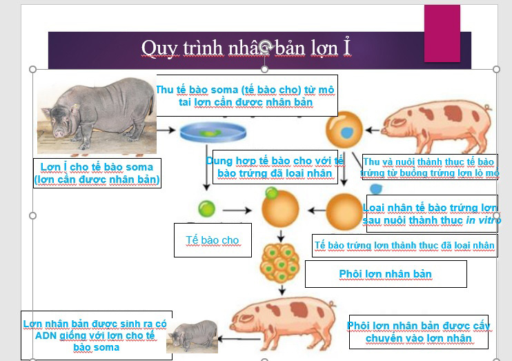 4 con lợn Ỉ được nhân bản từ tai lợn như thế nào? - Ảnh 1.