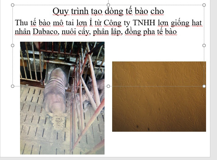 4 con lợn Ỉ được nhân bản từ tai lợn như thế nào? - Ảnh 2.