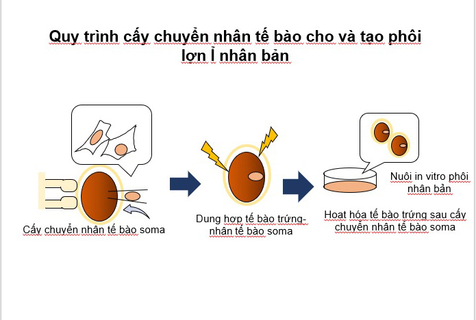 4 con lợn Ỉ được nhân bản từ tai lợn như thế nào? - Ảnh 5.