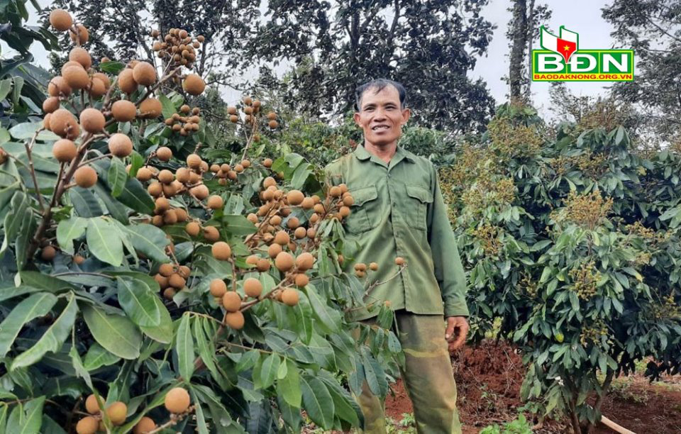 Đắk Nông: Chán trồng tiêu, cà phê, bơ, ông nông dân này đem nhãn lồng Hưng Yên về trồng thử và cái kết bất ngờ - Ảnh 1.