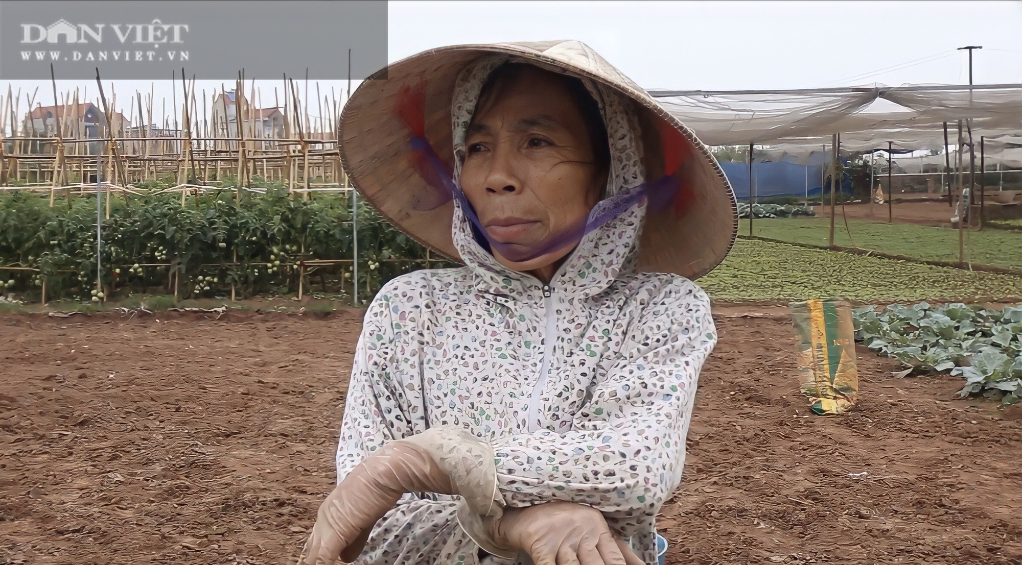 Hà Nội: Sau Tết, giá rau rớt thê thảm, người dân chán nản vứt bỏ la liệt thối rữa ngoài ruộng - Ảnh 3.