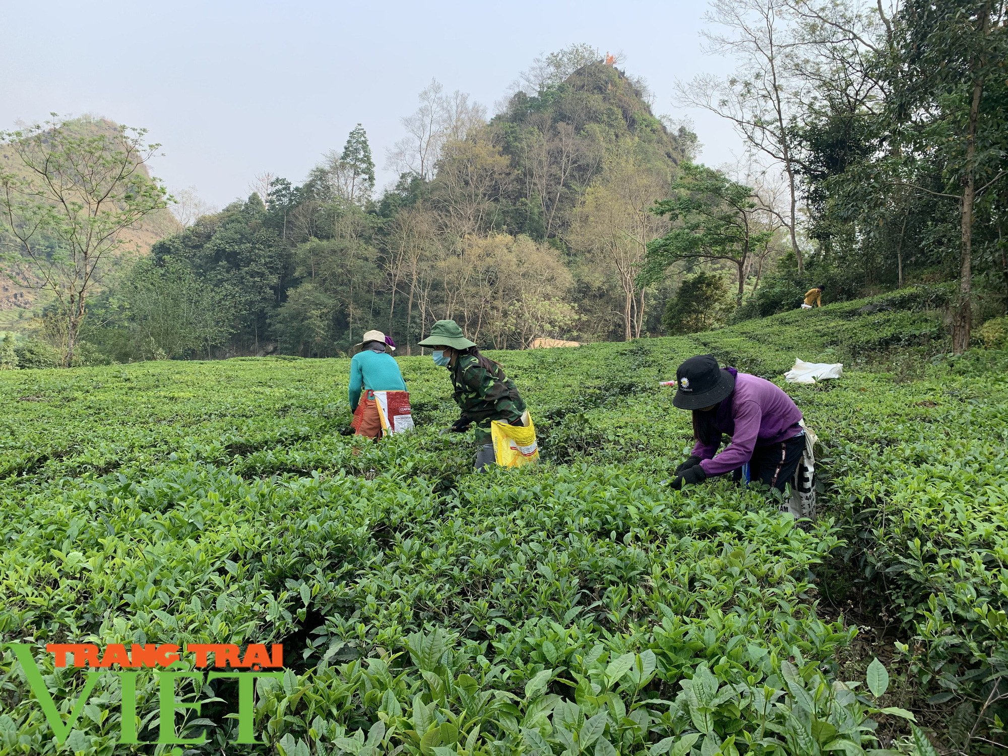 “Đánh thức” vùng đất khó, chàng trai Mông thu nhập trên 170 triệu đồng mỗi năm - Ảnh 3. “Đánh thức” vùng đất khó, chàng trai Mông thu nhập trên 170 triệu đồng mỗi năm - Ảnh 3.