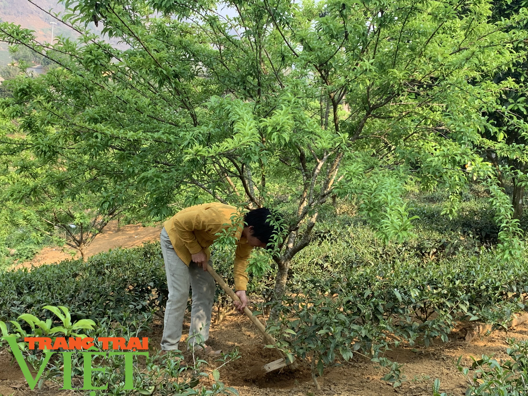 “Đánh thức” vùng đất khó, chàng trai Mông thu nhập trên 170 triệu đồng mỗi năm - Ảnh 4. “Đánh thức” vùng đất khó, chàng trai Mông thu nhập trên 170 triệu đồng mỗi năm - Ảnh 4.