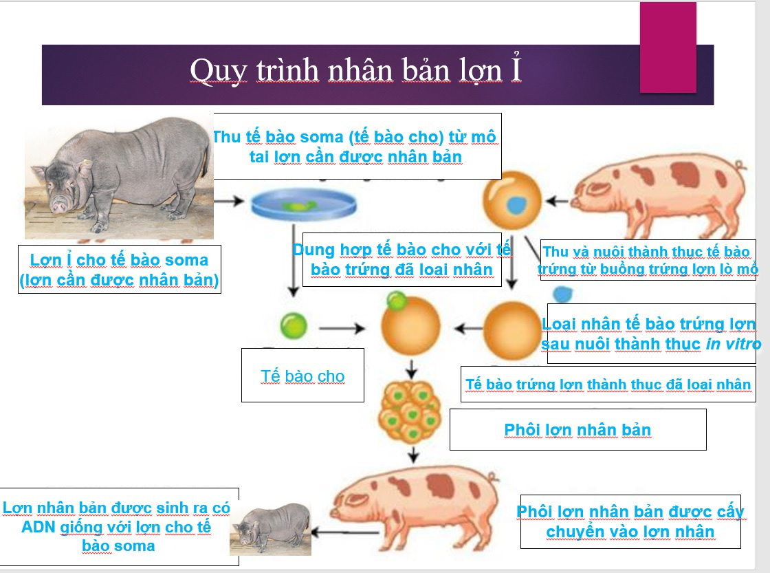 Cận cảnh quy trình nhân bản 4 con lợn ỉ quý hiếm từ mẩu tai - Ảnh 3.