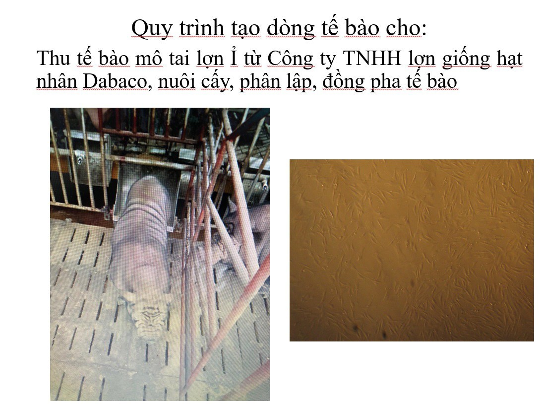 Cận cảnh quy trình nhân bản 4 con lợn ỉ quý hiếm từ mẩu tai - Ảnh 4.