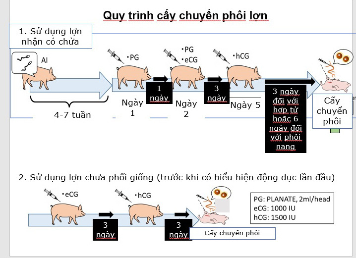 Cận cảnh quy trình nhân bản 4 con lợn ỉ quý hiếm từ mẩu tai - Ảnh 8.