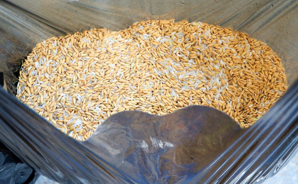 Ông lão độc thân 10 năm &quot;cưu mang&quot; đàn chim trời - Ảnh 3.