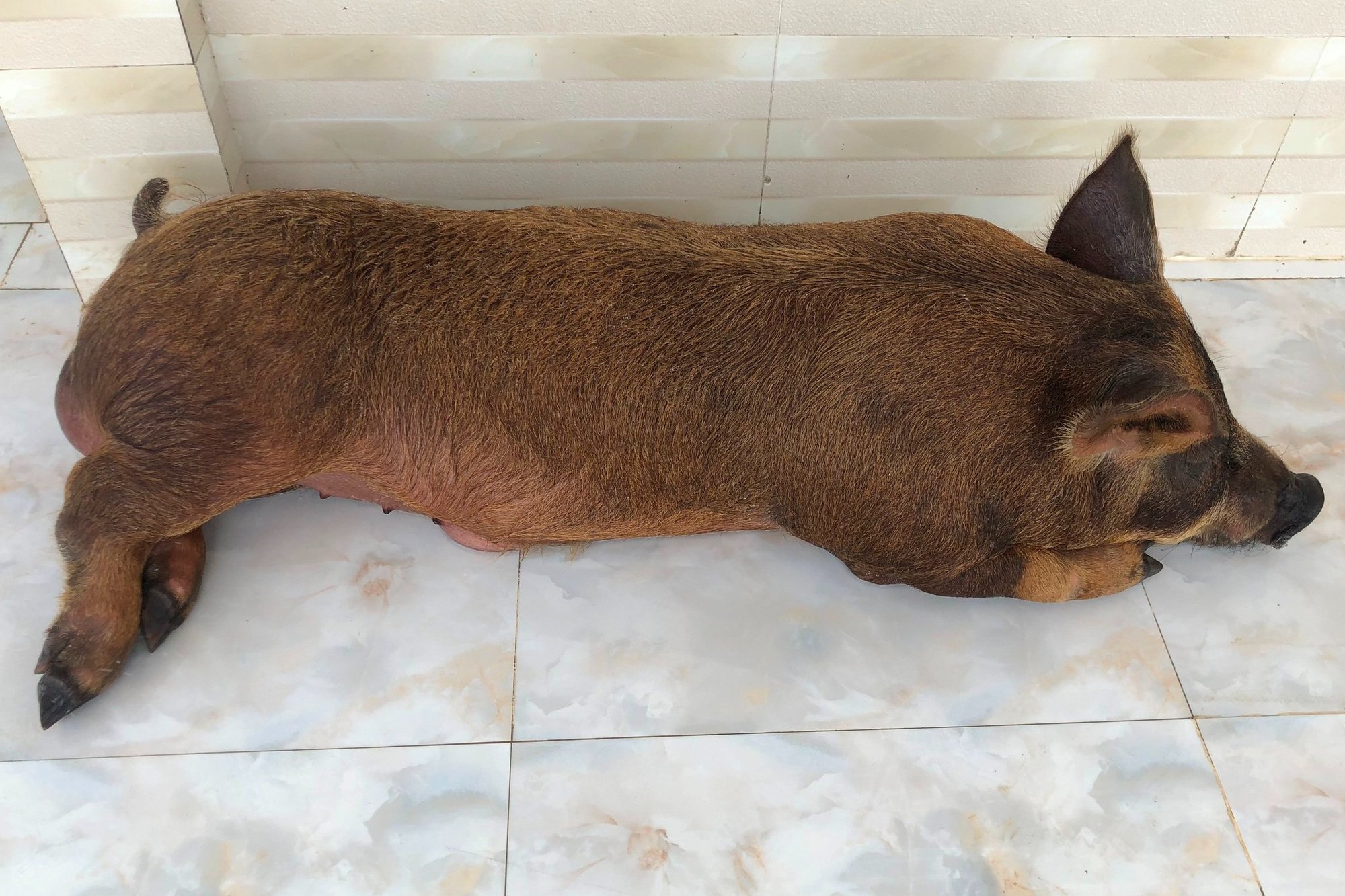 Lạ lùng Bạc Liêu: Heo ăn kẹo, trái cây, thích nằm phòng máy lạnh được chủ coi như con trong nhà - Ảnh 3.