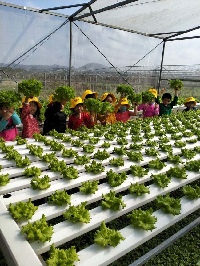 Đà Nẵng: Phát triển du lịch từ... vườn rau - Ảnh 3.