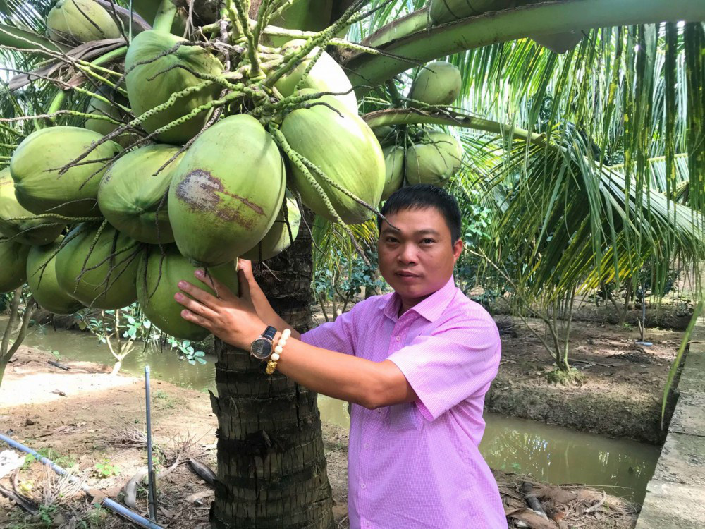 Triệu phú dừa sáp - Ảnh 1. Triệu phú dừa sáp - Ảnh 1.
