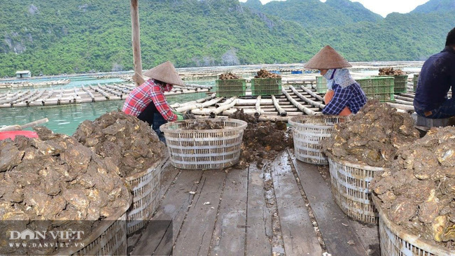 Hàu Vân Đồn trước áp lực chặt chẽ từ Đài Loan - Ảnh 1.