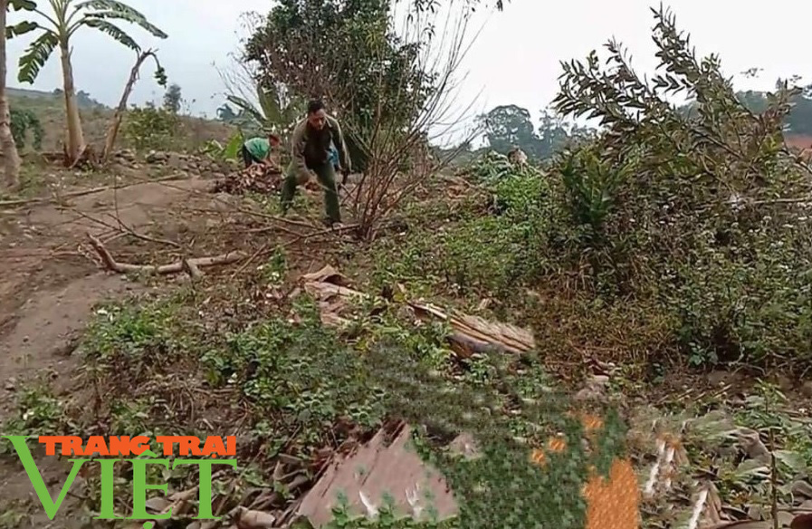Vụ phá hoại vườn cây nông dân nghèo ở Sơn La: 1 đối tượng là đảng viên - Ảnh 1. Vụ phá hoại vườn cây nông dân nghèo ở Sơn La: 1 đối tượng là đảng viên - Ảnh 1.