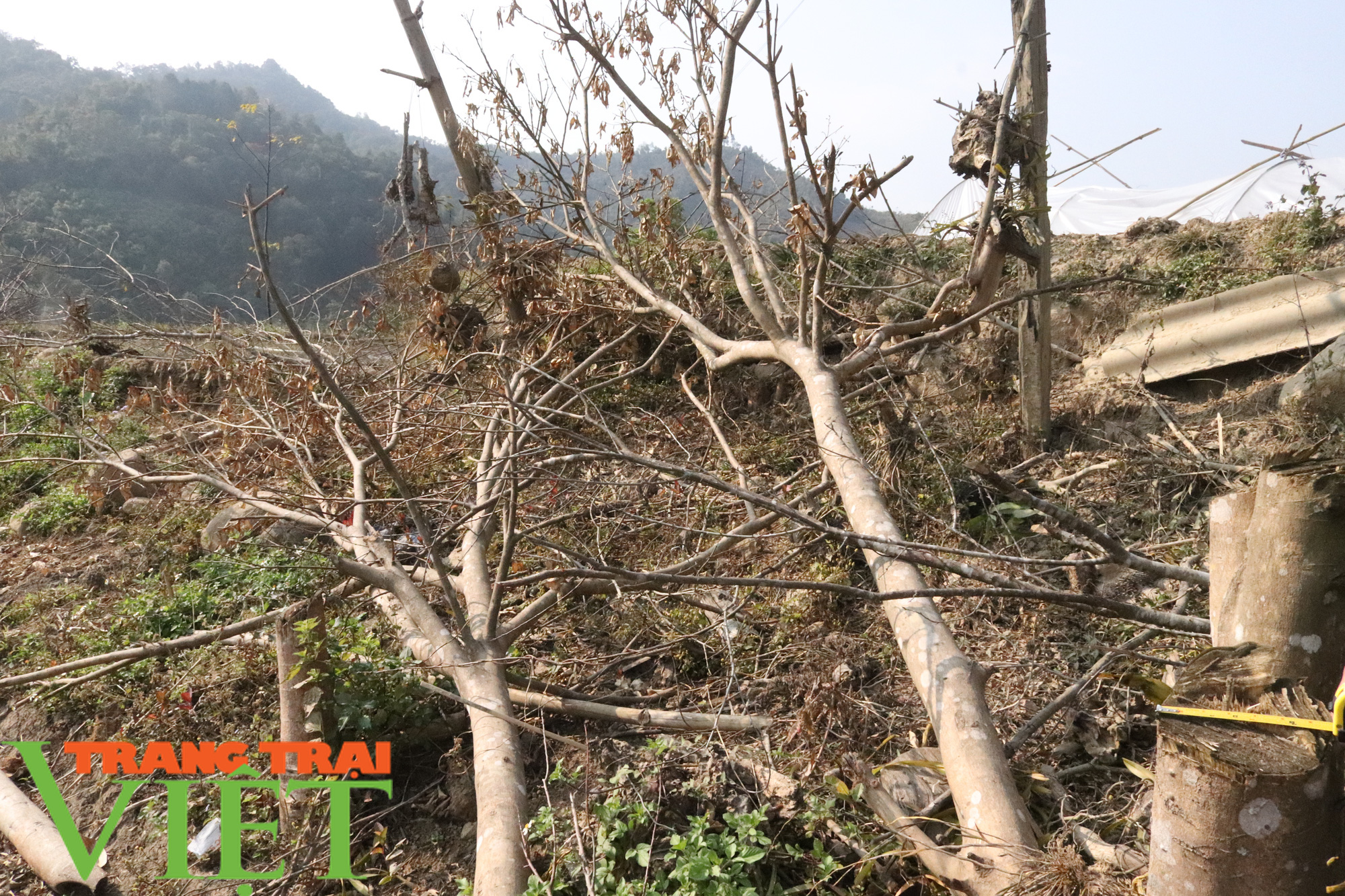 Vụ phá hoại vườn cây nông dân nghèo ở Sơn La: 1 đối tượng là đảng viên - Ảnh 3. Vụ phá hoại vườn cây nông dân nghèo ở Sơn La: 1 đối tượng là đảng viên - Ảnh 3.