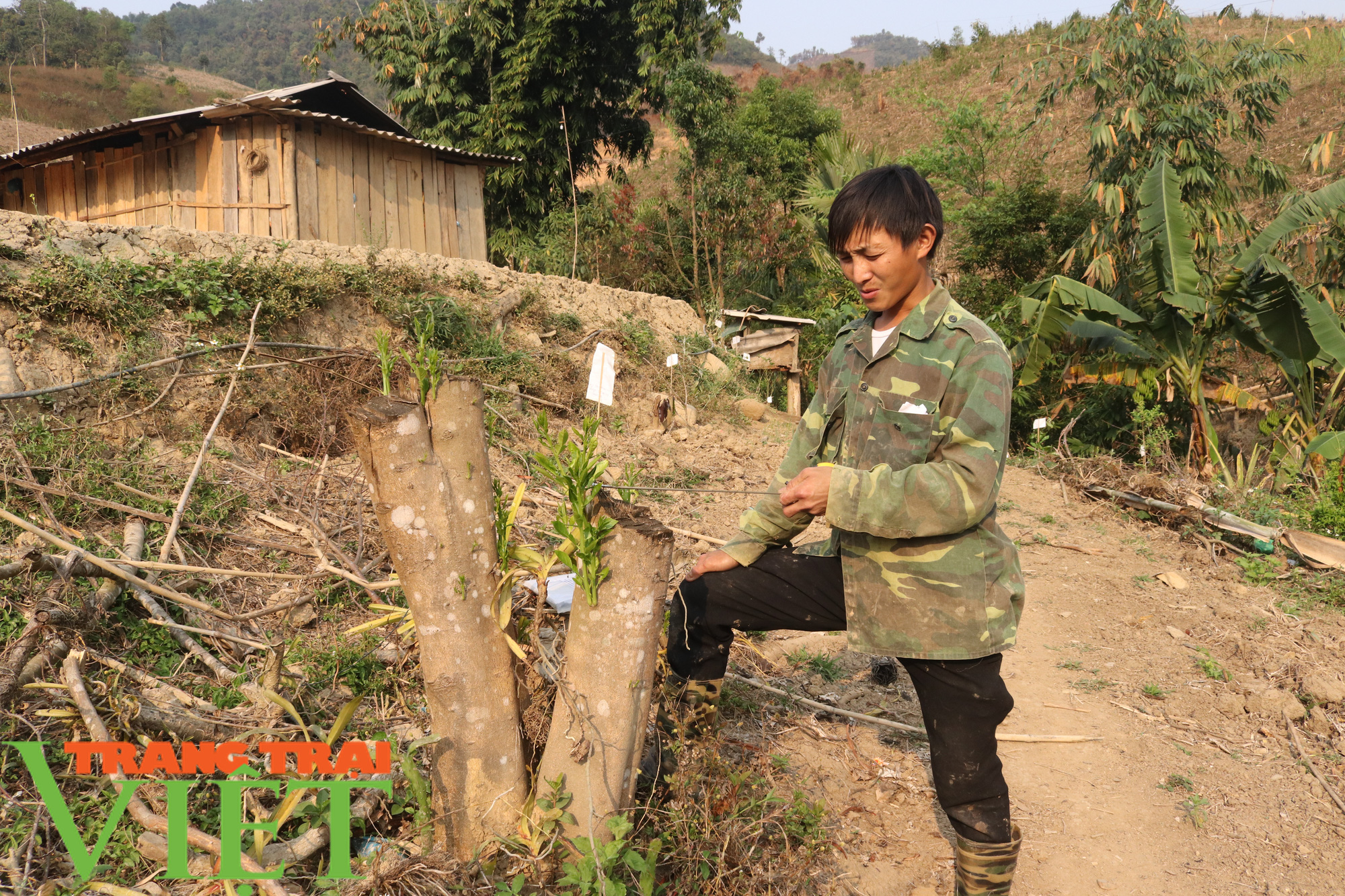 Vụ phá hoại vườn cây nông dân nghèo ở Sơn La: 1 đối tượng là đảng viên - Ảnh 4. Vụ phá hoại vườn cây nông dân nghèo ở Sơn La: 1 đối tượng là đảng viên - Ảnh 4.